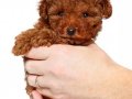  Çikolata Toy Poodle Yavrusu