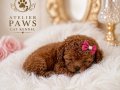  Çikolata Toy Poodle Yavrusu