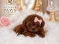  Çikolata Toy Poodle Yavrusu