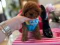  Çikolata Toy Poodle Yavrusu