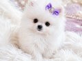 Teacup Ayı Surat Pomerian Bebeklerimiz