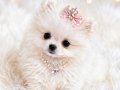 Teacup Ayı Surat Pomerian Bebeklerimiz