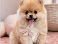 Teacup Ayı Surat Pomerian Bebeklerimiz