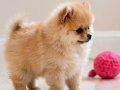 Teacup Ayı Surat Pomerian Bebeklerimiz