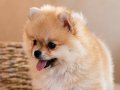 Teacup Ayı Surat Pomerian Bebeklerimiz