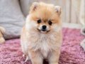 Teacup Ayı Surat Pomerian Bebeklerimiz