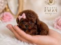 Teacup Poodle bebeklerimiz 