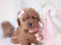 Teacup Poodle bebeklerimiz 