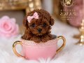 Teacup Poodle bebeklerimiz 