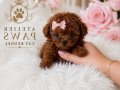 Teacup Poodle bebeklerimiz 