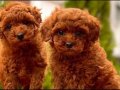 Teacup Poodle bebeklerimiz 