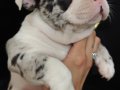 Merle French Bulldog bebeğimiz 