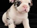 Merle French Bulldog bebeğimiz 