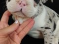 Merle French Bulldog bebeğimiz 