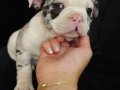 Merle French Bulldog bebeğimiz 