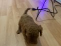 2,5 Aylık red brown toy poodle