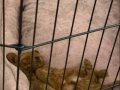 2,5 Aylık red brown toy poodle