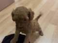2,5 Aylık red brown toy poodle