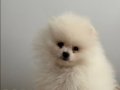Kartopu Pomeranian 2.5 Aylık