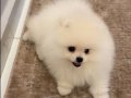 Kartopu Pomeranian 2.5 Aylık