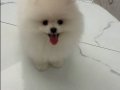 Kartopu Pomeranian 2.5 Aylık