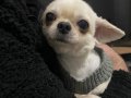 1 yaşında Chihuahua