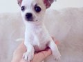 Avuç İçi Chihuahua Teacup 2 aylık 