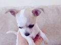 Avuç İçi Chihuahua Teacup 2 aylık 