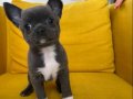 GRİ Özel Renk elma Kafa Mini Chihuahualar