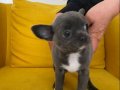 GRİ Özel Renk elma Kafa Mini Chihuahualar
