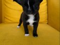 GRİ Özel Renk elma Kafa Mini Chihuahualar