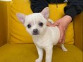 GRİ Özel Renk elma Kafa Mini Chihuahualar