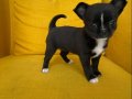 GRİ Özel Renk elma Kafa Mini Chihuahualar