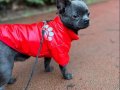 GRİ Özel Renk elma Kafa Mini Chihuahualar