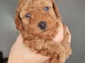 2 DİŞİ 1 ERKEK POODLE SAĞLIKLI VE İYİ KALİTE