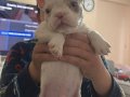 Lilac Merle Isabella Carry French Bulldog