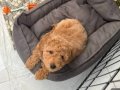 3.5 Aylık Poodle 
