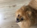 Eğitimli Pomeranian Boo Ponçik