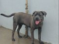 Eğitimli Cane Corso Blue