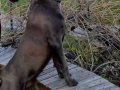 Eğitimli Cane Corso Blue