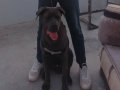 Eğitimli Cane Corso Blue