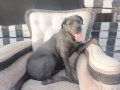 Eğitimli Cane Corso Blue
