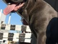 Eğitimli Cane Corso Blue