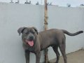 Cane Corso blue 9 aylık erkek
