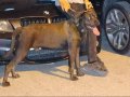 Cane Corso blue 9 aylık erkek