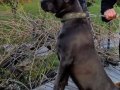 Cane Corso blue 9 aylık erkek
