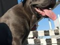 Cane Corso blue 9 aylık erkek