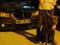 Cane Corso blue 9 aylık erkek