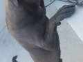 Cane Corso blue 9 aylık erkek