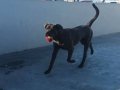 Cane Corso blue 9 aylık erkek
